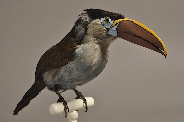 Ornithologie - Toucan à bec noir